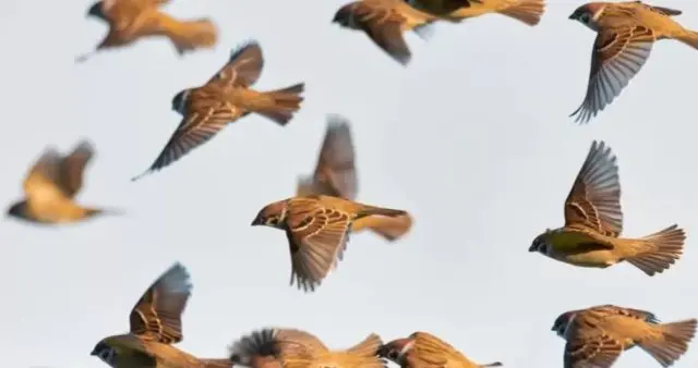 சிட்டு குருவி, இயற்கை, சுற்றுச்சூழல்