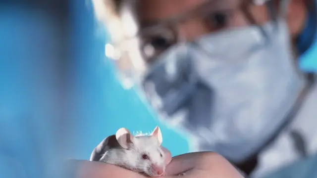 มนุษย์มีวิวัฒนาการจนเดนไดรต์มีความยาวเป็นพิเศษ ต่างจากหนูทดลองซึ่งสมองมีพลังในการคิดวิเคราะห์ต่ำกว่า