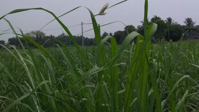 చెరకు పంట