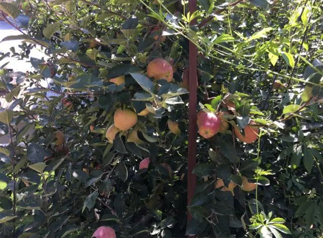 सेब, कश्मीर