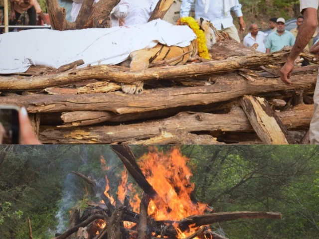 இன்றைய முக்கியச் செய்திகள், தலைப்பு செய்திகள், செய்திகள், டி-84 ரக புலி, ரந்தம்பூர் புலிகள் சரணாலயம் 