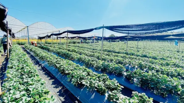 Trang trại dâu Tây ở Nông trường Mộc Châu
