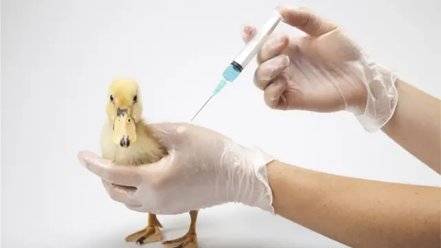 Pato recibiendo una inyección.