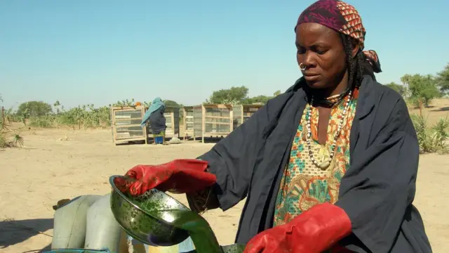 Mujer procesando el alga llamada spirulina