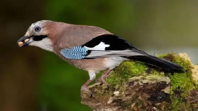 Kutoa zawadi zisizo na thamani kunaweza tu kutoa faida za muda kwa wadudu wa kiume.