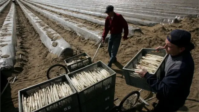 збирання спаржі у Німеччині