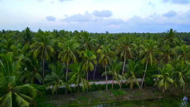 కొబ్బరి పంట