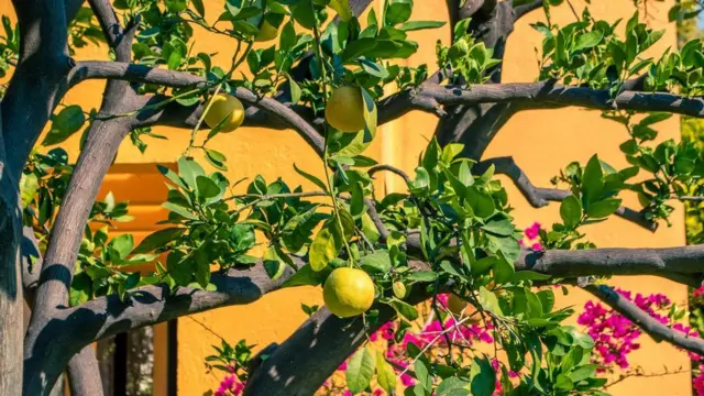 Герой роману Гете мріє опинитися в країні, де квітнуть лимони