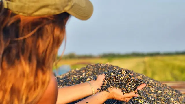 Mujer joven con las manos zambullidas en un montaña de semillas de girasol