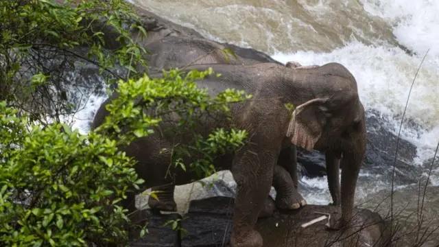 પત્થરમાં ફસાઈ ગયેલા બે હાથી જેમને બચાવી લેવાયા