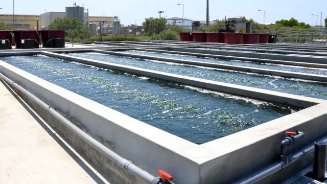 ฟาร์มเลี้ยงสาหร่ายทะเลในโปรตุเกส