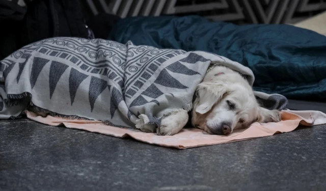 Собака в бомбоубежище в киевском метро
