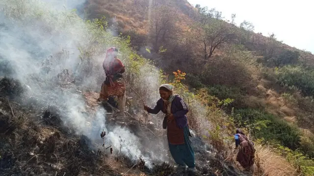 18 जनवरी को चीड़ की टहनियों से 'झापा' बनाकर इन महिलाओं ने जंगल की आग पर काबू पाया