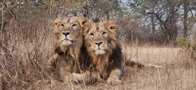 ਜੈ-ਵੀਰੂ ਸ਼ੇਰ