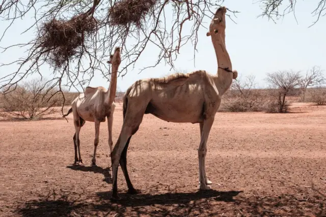 Des chameaux se nourrissent de branches d'arbres sèches dans le nord du Kenya