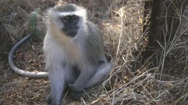 ग्रीन मंकी 