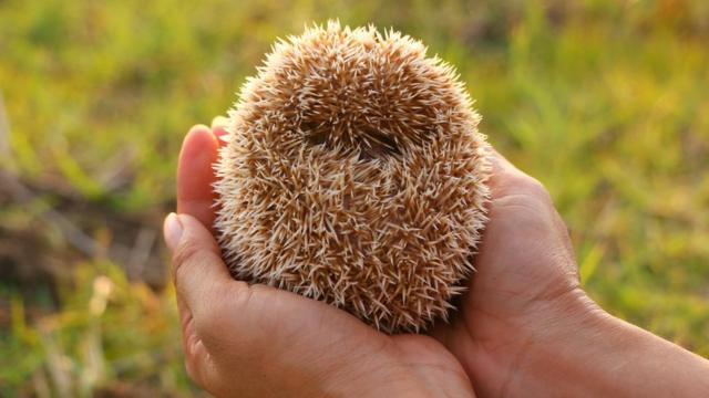A hedgehog made into a ball