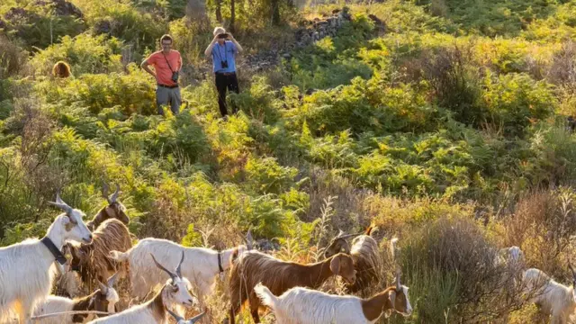 Scientists observing farm animals