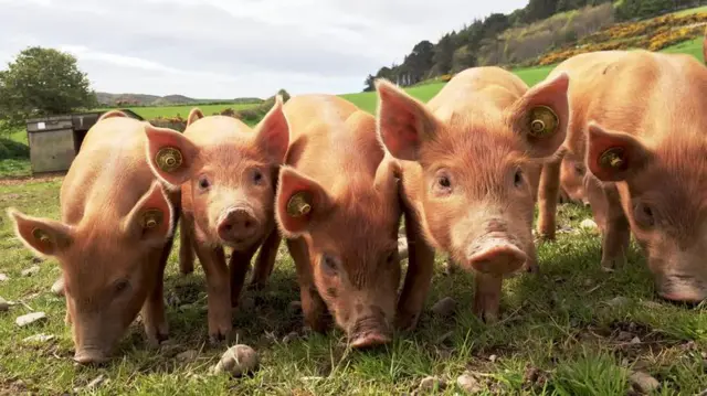 Porcosjogos de roletas gratiscurral