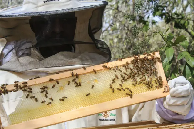 મધમાખી ઉછેરકેન્દ્રથી તગડી કમાણી