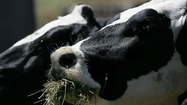 ઘાસ ખાઈ રહેલી ગાય