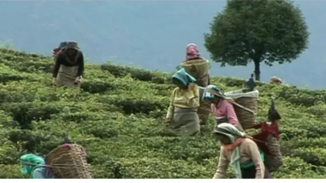 চায়ের বাজারে তা দীর্ঘ মেয়াদি প্রভাব রেখে যেতে পারে বলে আশংকা করা হচ্ছে।