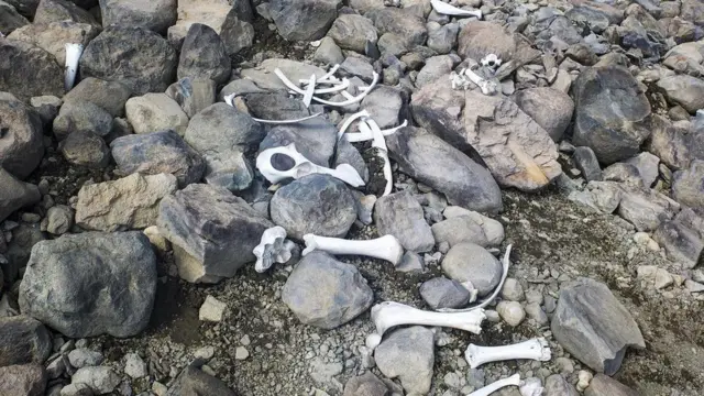 بقايا عظام ثور أمريكي ضخم من نوع البيسون