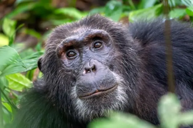 બીબીસી ગુજરાતી, ગુજરાત, બીબીસી, અમદાવાદ, 