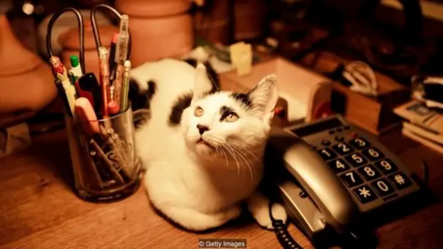 cuti, binatang peliharaan, anjing