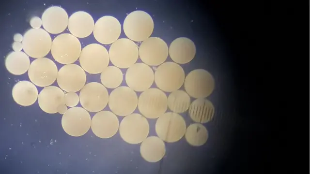 Óvulossportsbet io aplicativocorais