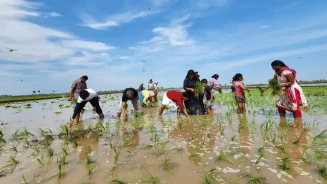 వరి నాట్లు