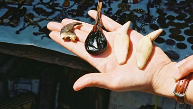Bear gall balder (second item from left) is used in Chinese traditional medicine and teeth and claw are used as ornaments