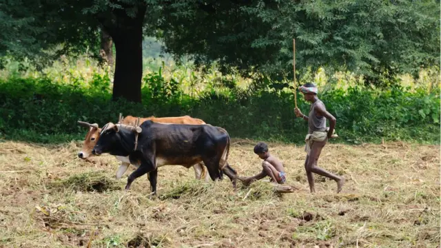 గిరిజనుల పెన్ పండుమ్
