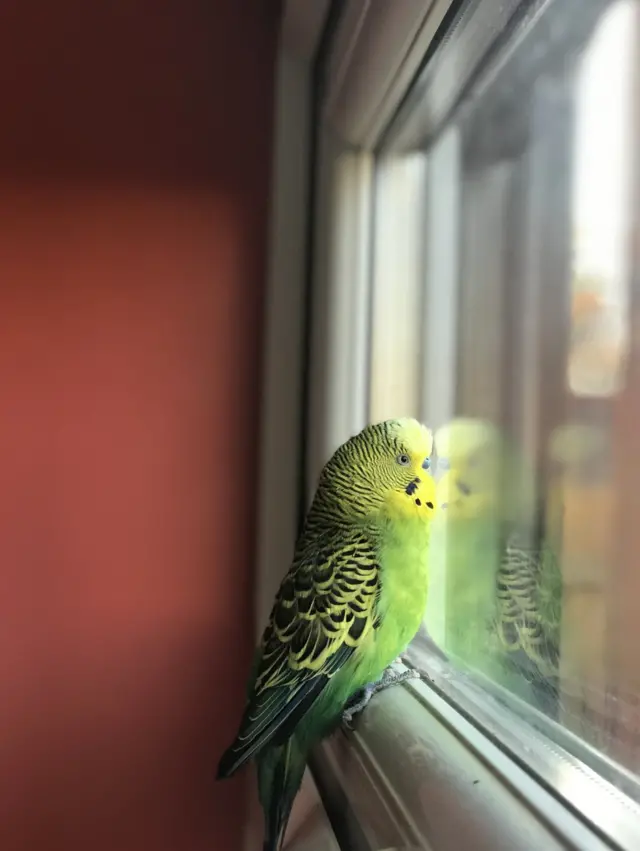 عصفور ينظر خلف نافذة.