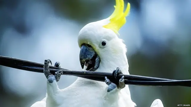 Cockatoos are common in Australia