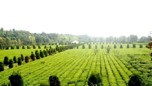 پاکستان میں چائے کا ایک باغ