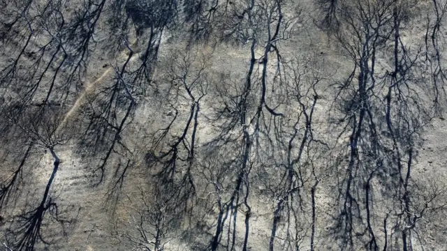 Charred remains of trees in Tabara, Zamora province, Spain