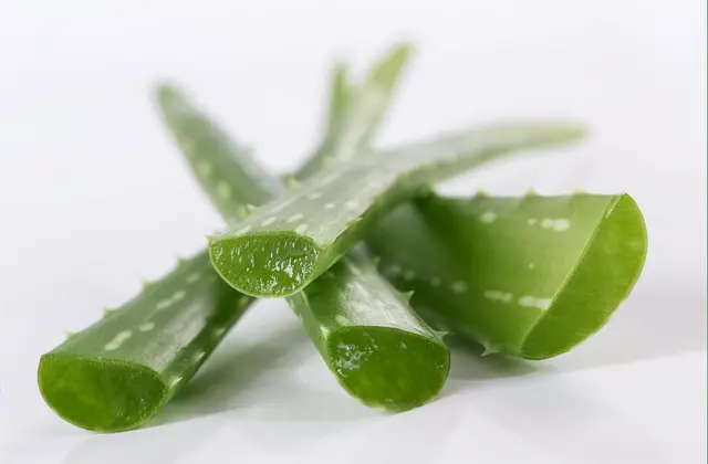 Des morceaux d'aloe vera 
