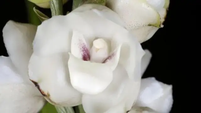 Цветок перистерия семейства орхидных 
