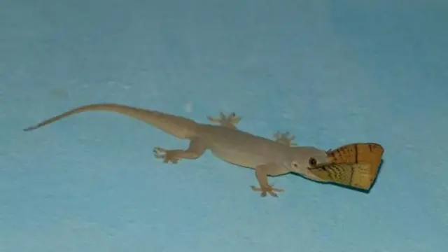 பூச்சிகளை வேட்டையாடுவதன் மூலம் அவற்றின் எண்ணிக்கையைக் கட்டுக்குள் வைத்து, பல்லிகள் உணவுச் சங்கிலியில் முக்கியப் பங்காற்றுகின்றன