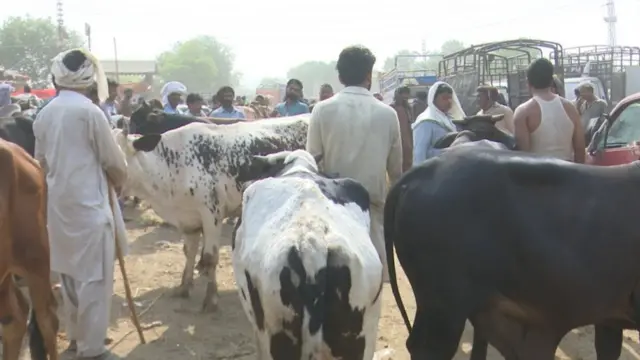 Mid ka Suuqyada Xoolaha ee Pakistan
