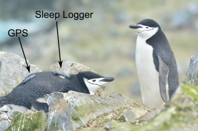 นักวิทยาศาสตร์ติดขั้วไฟฟ้าวัดคลื่นสมอง และอุปกรณ์ติดตามความเคลื่อนไหวที่ตัวเพนกวินชินสแตรป