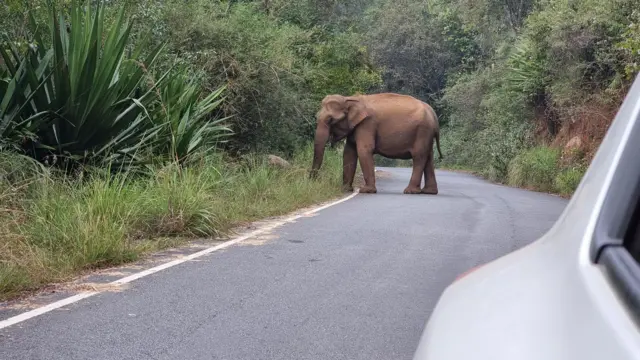 மின்வேலிகளால் தொடரும் யானை மரணங்கள்