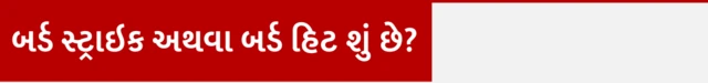 બર્ડ સ્ટ્રાઇક અથવા બર્ડ હિટ શું છે? 