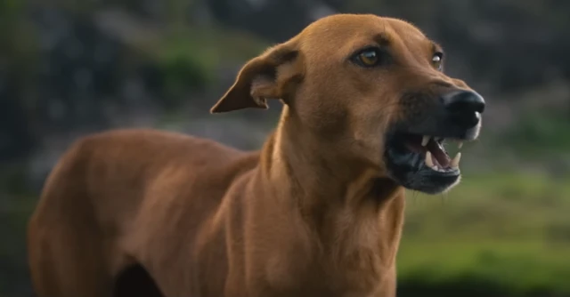 எக்கோ, கோம்பை நாய்கள், திரைப்படங்கள், மலையாளம்