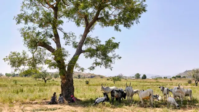 Inka ziri mu gicucu munsi y'igiti muri Nigeria