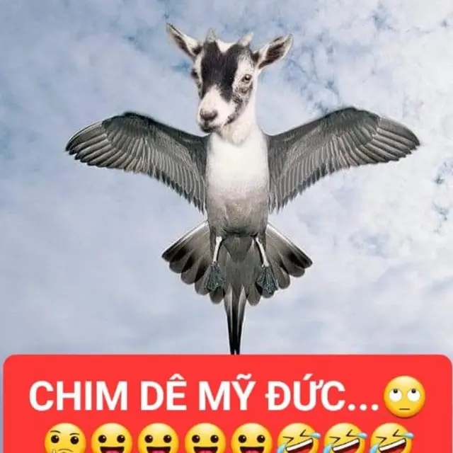 Chim dê Mỹ Đức