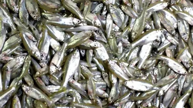 মলা মাছ।