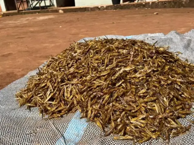 Tata gbígbẹ ti wọn ko sori apo