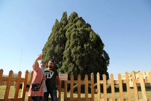 ایران کے صوبہ یزد کے شہر ابرکوه میں موجود ایک صنوبر کا درخت ہے